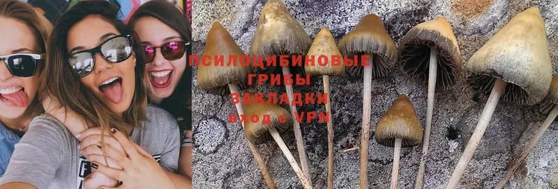 где купить   Горно-Алтайск  Псилоцибиновые грибы Magic Shrooms 